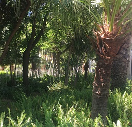 Palmera